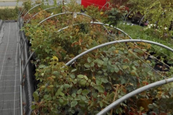 Baumschule Blumenwelt Bauer