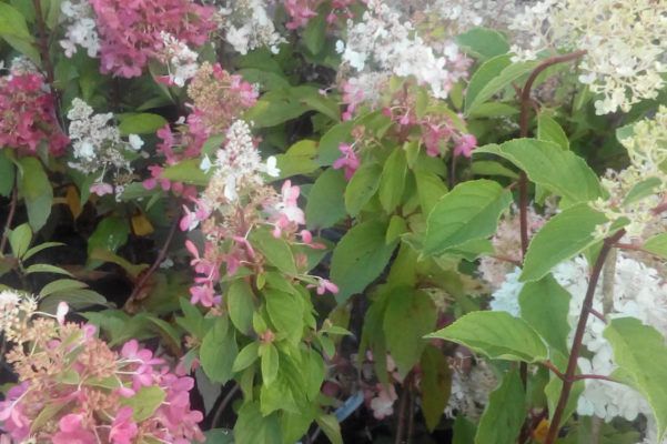 Baumschule Blumenwelt Bauer