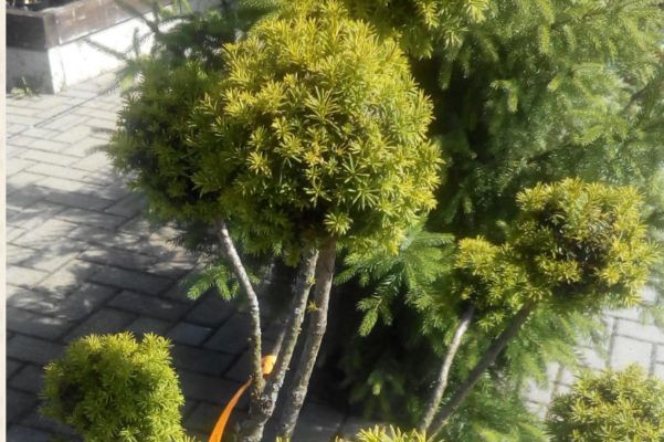 Baumschule Blumenwelt Bauer