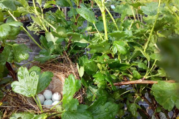 Baumschule Blumenwelt Bauer