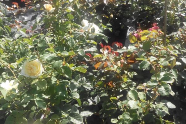 Baumschule Blumenwelt Bauer