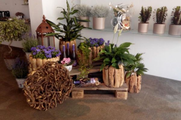 Zimmerpflanzen Blumenwelt Bauer