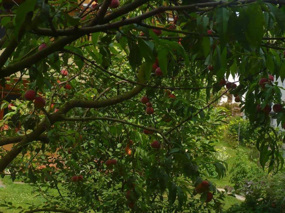 De Mattia Gartenbau – Baum