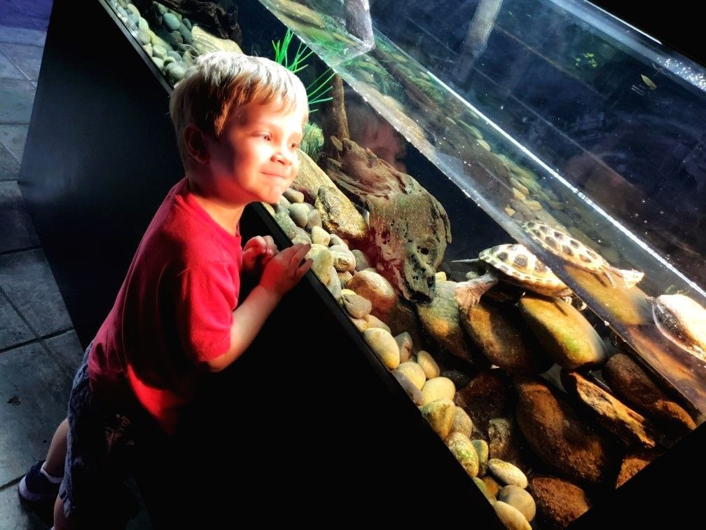 Young boy smiles, looking at turtles in an aquarium. Red shirt, blonde hair, rocks and water.