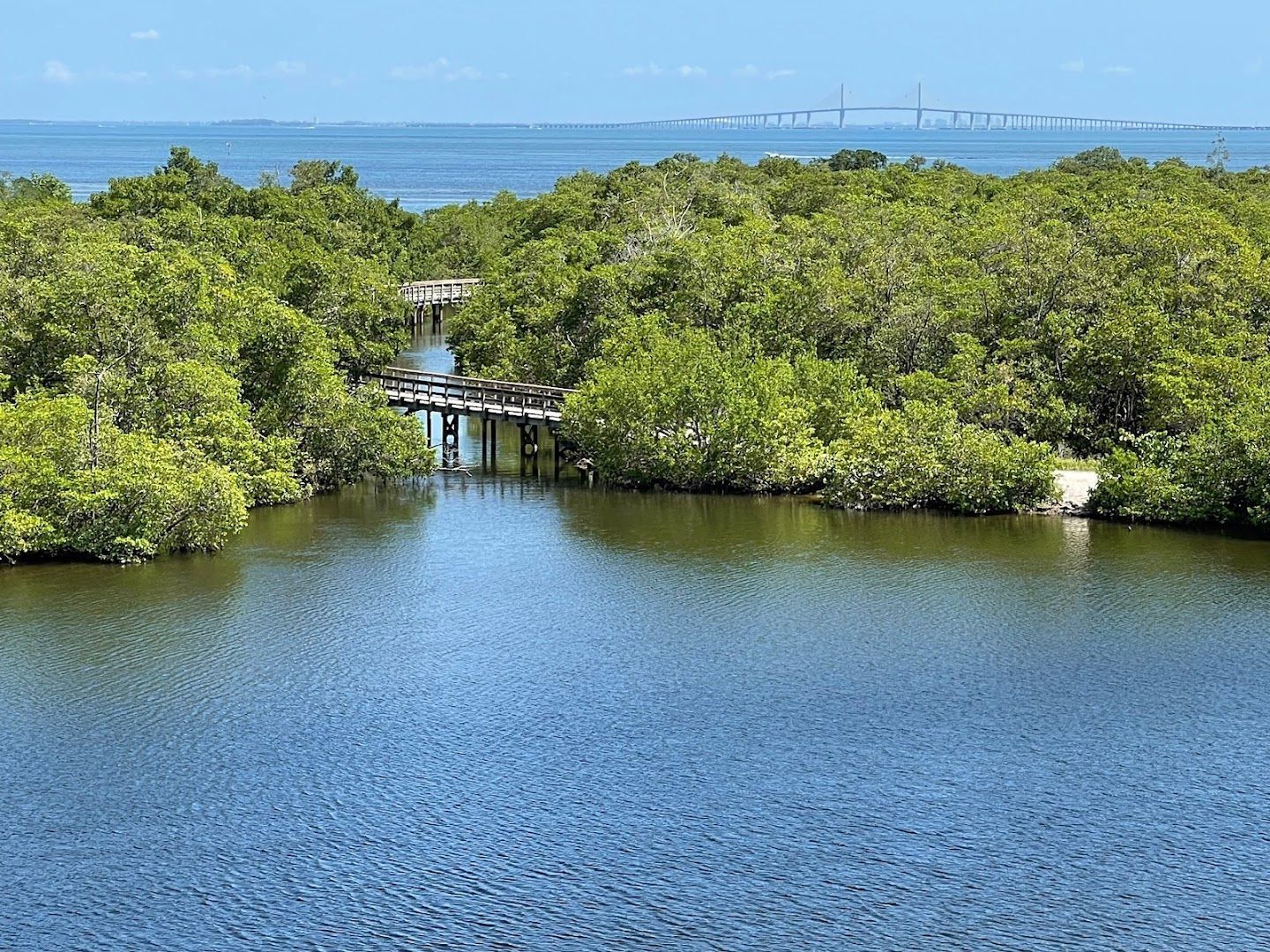 A lush mangrove forest with a boardwalk over water, the bay and bridge in the background.