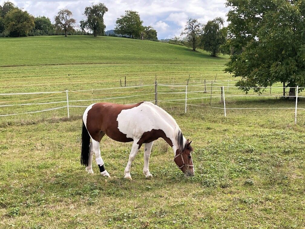 Pferd am krassen