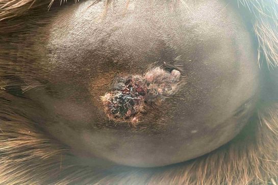 Dermatologische Eingriffe am Pferd