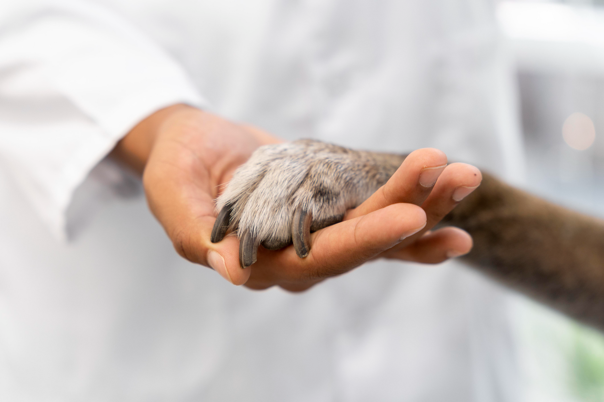 Clínica Veterinaria Delta, salud y bienestar en Sant Boi de Llobregat