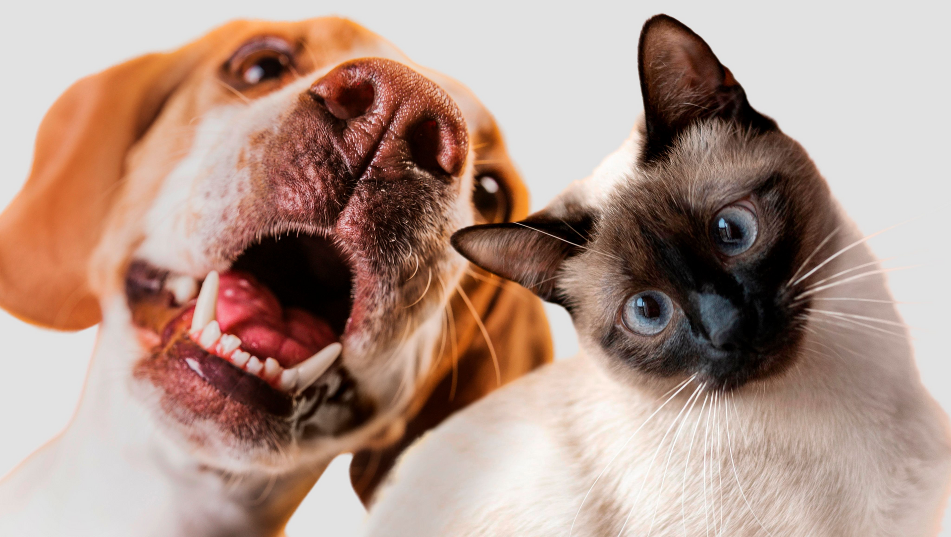 Un perro y un gato se miran con la boca abierta.