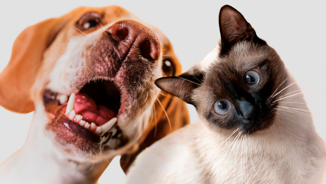 Un perro y un gato se miran con la boca abierta.