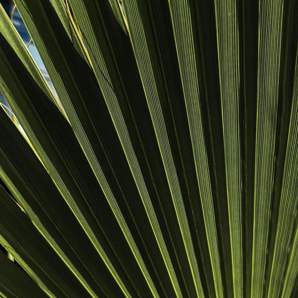 Gros plan sur des feuilles de palmier vertes aux nervures striées, remplissant le cadre.