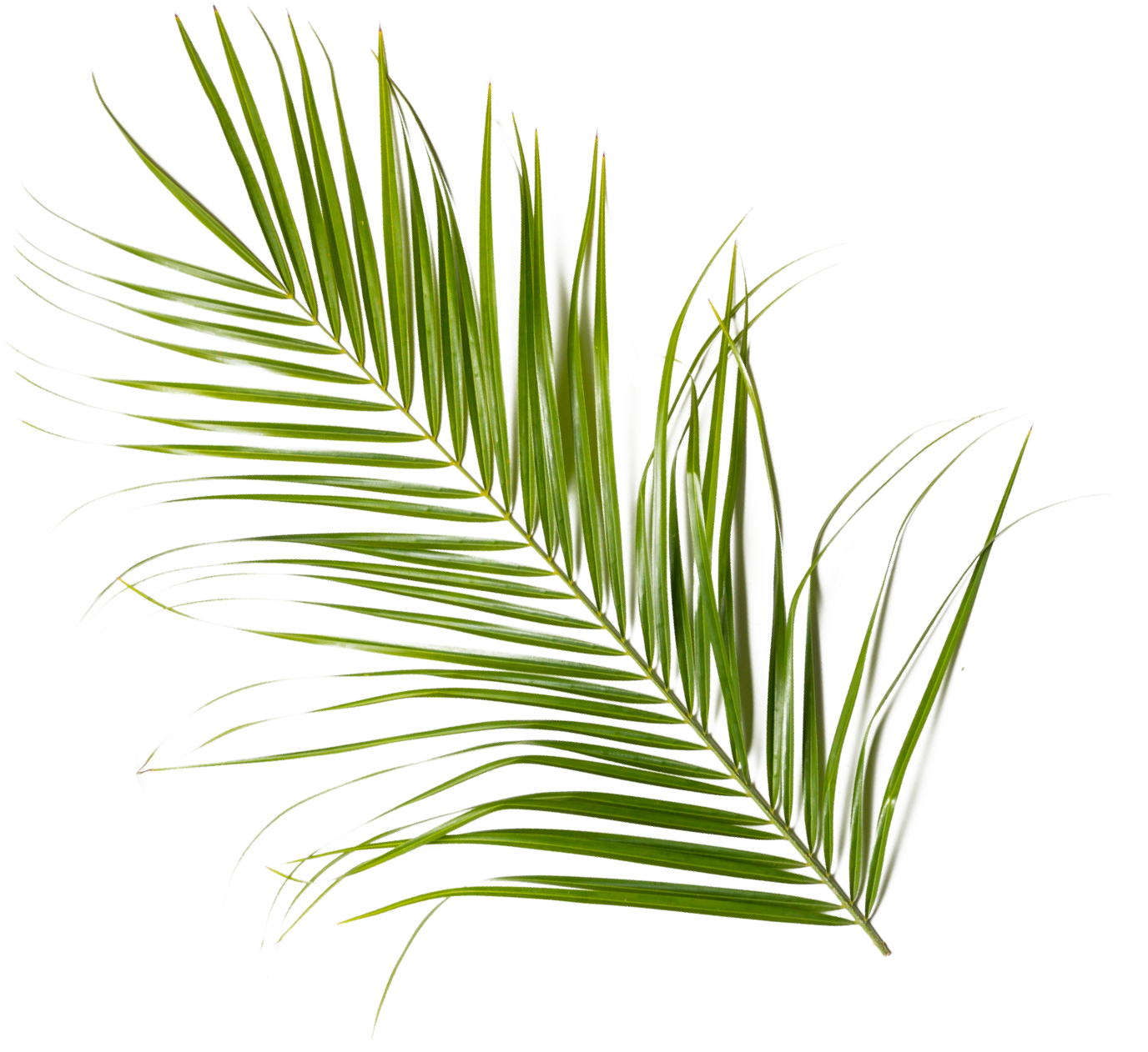 Grünes Palmenblatt auf weißem Hintergrund.