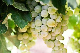 Büschel hellgrüner Trauben hängen an einem Weinstock mit grünen Blättern