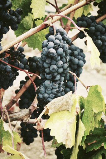 Dunkle Trauben hängen an einem Weinstock zwischen grünen Blättern