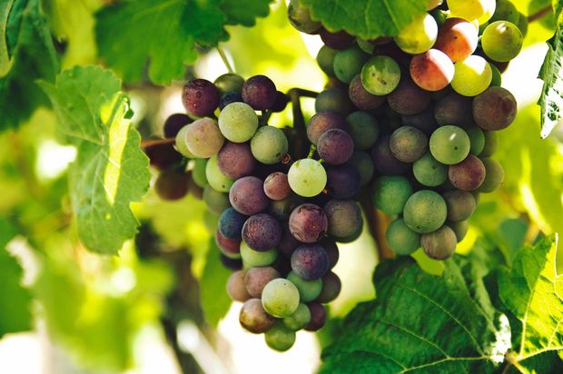 Trauben mit reifenden violetten und grünen Beeren hängen an einem Weinstock zwischen leuchtend grünen Blättern.