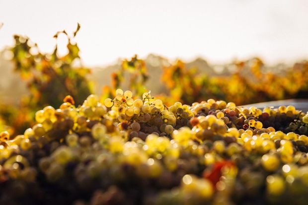 Sonnenbeschienene Trauben aus grünen und roten Trauben an einem Weinstock