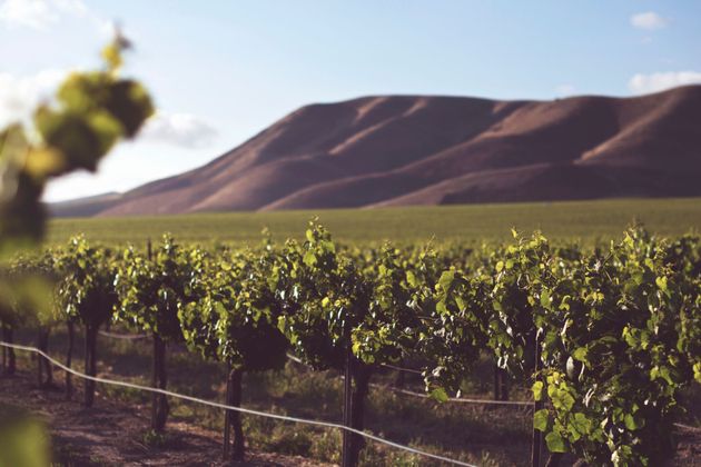 Im Vordergrund die Weinberge, im Hintergrund sonnenbeschienene braune Hügel und blauer Himmel.