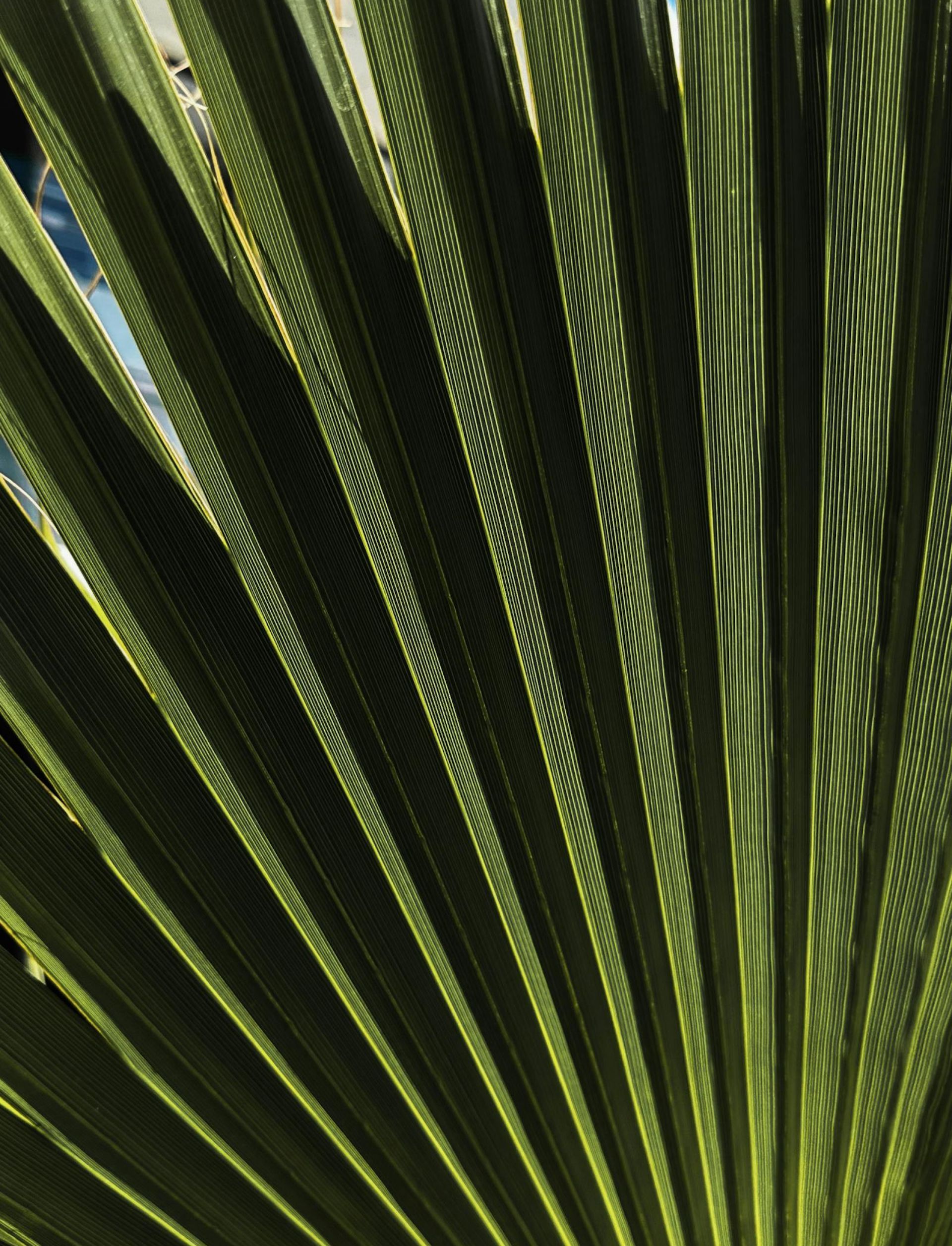 Un primer plano de una hoja de palmera que parece un abanico.