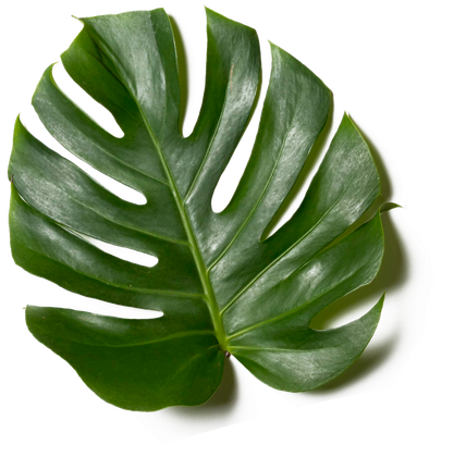 Una gran hoja verde con un fondo blanco