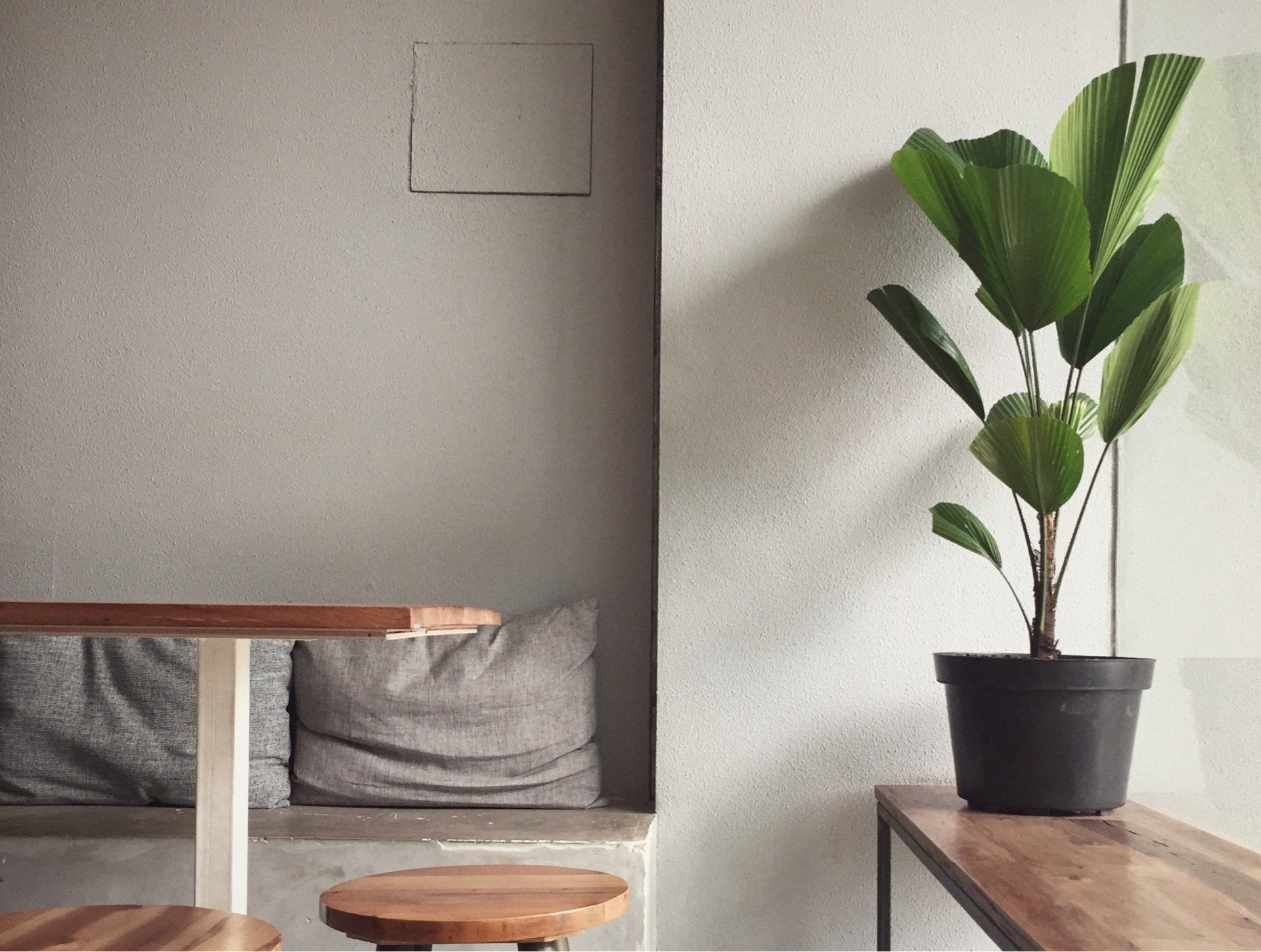 Una planta en maceta está colocada sobre una mesa de madera en una habitación.