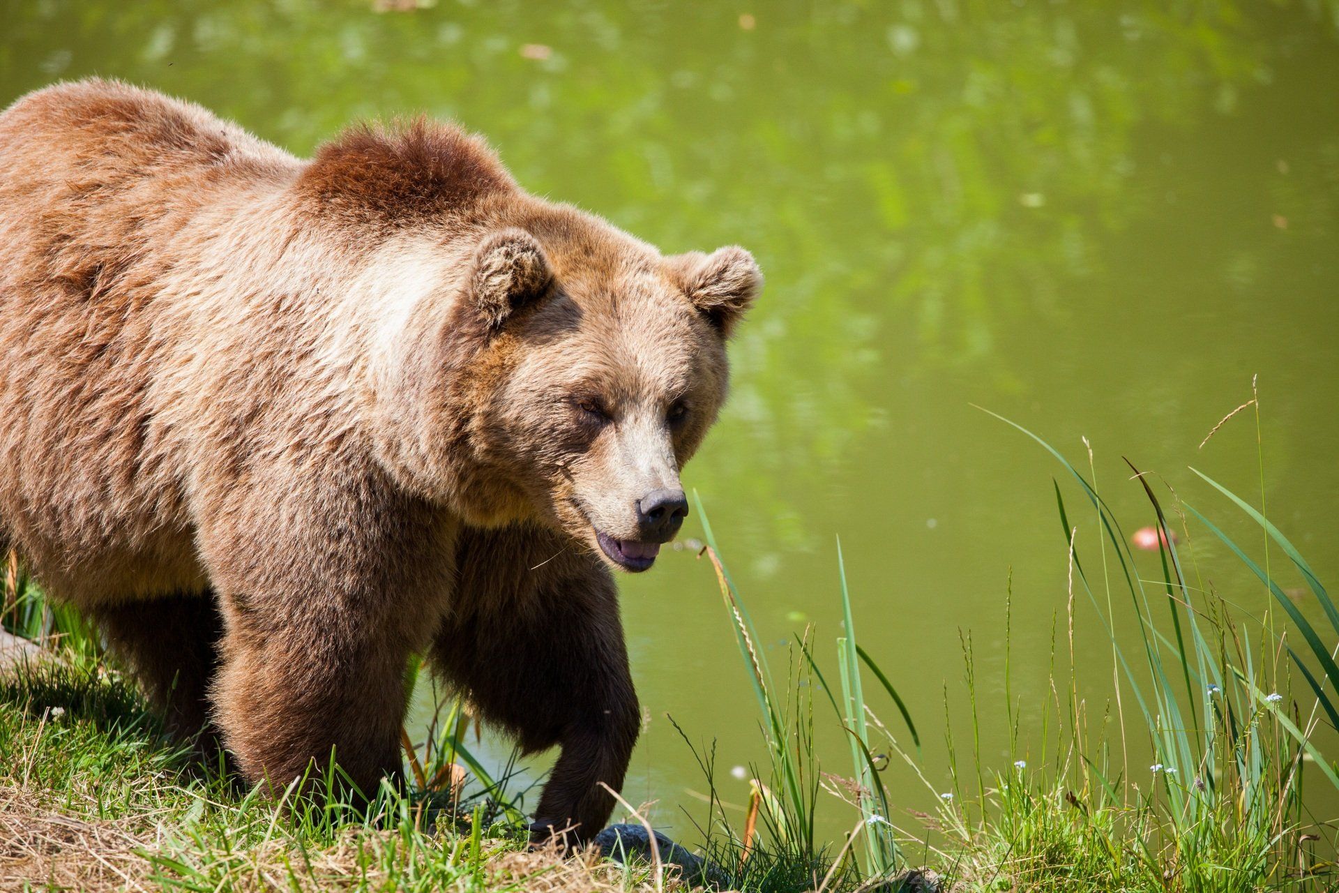 Grizzly Bear, wildlife watching, Canmore, Canadian Rockies