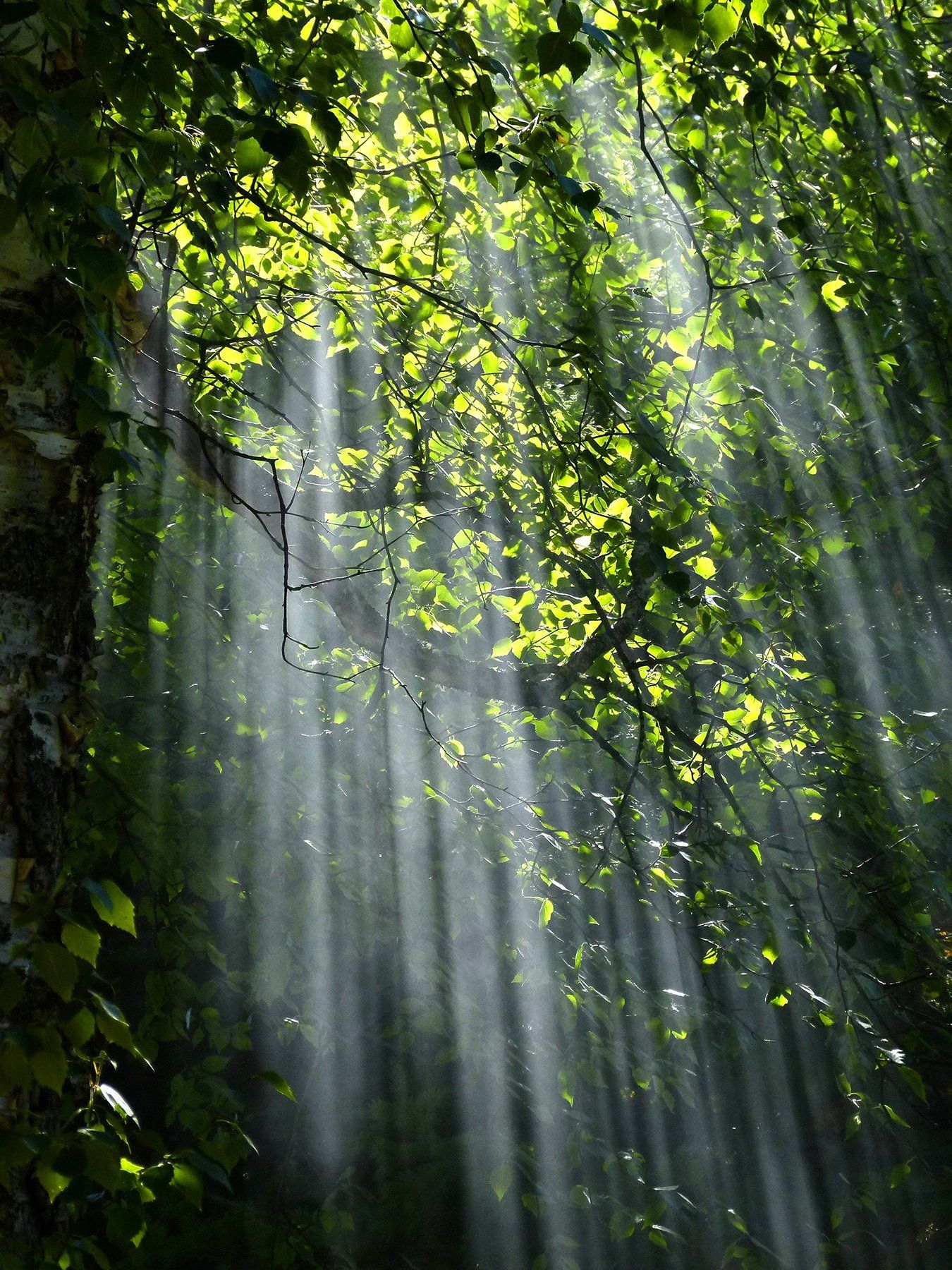 Sonnenlicht strömt durch üppige grüne Blätter.