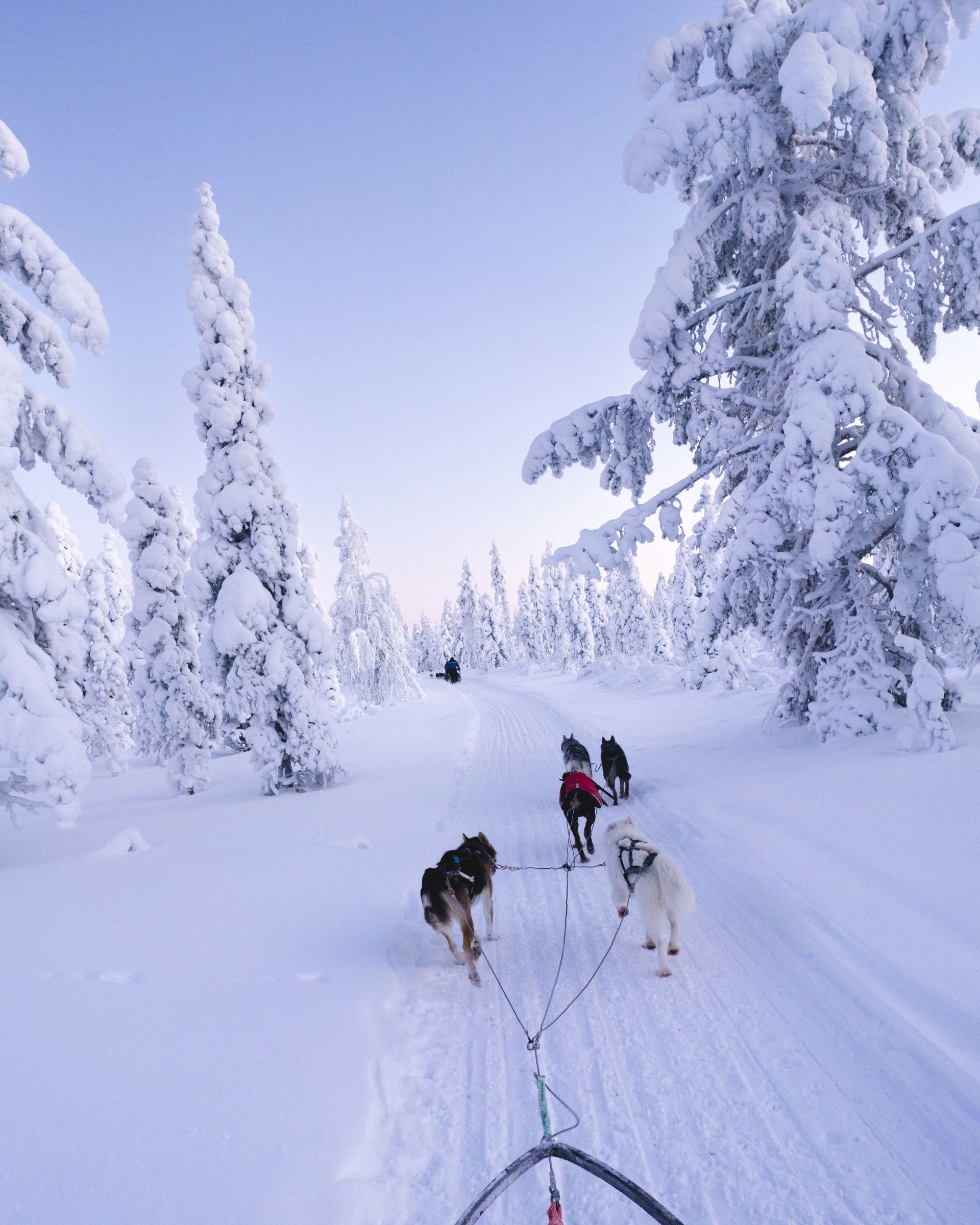 Dog sledding Canmore Canadian Rockies