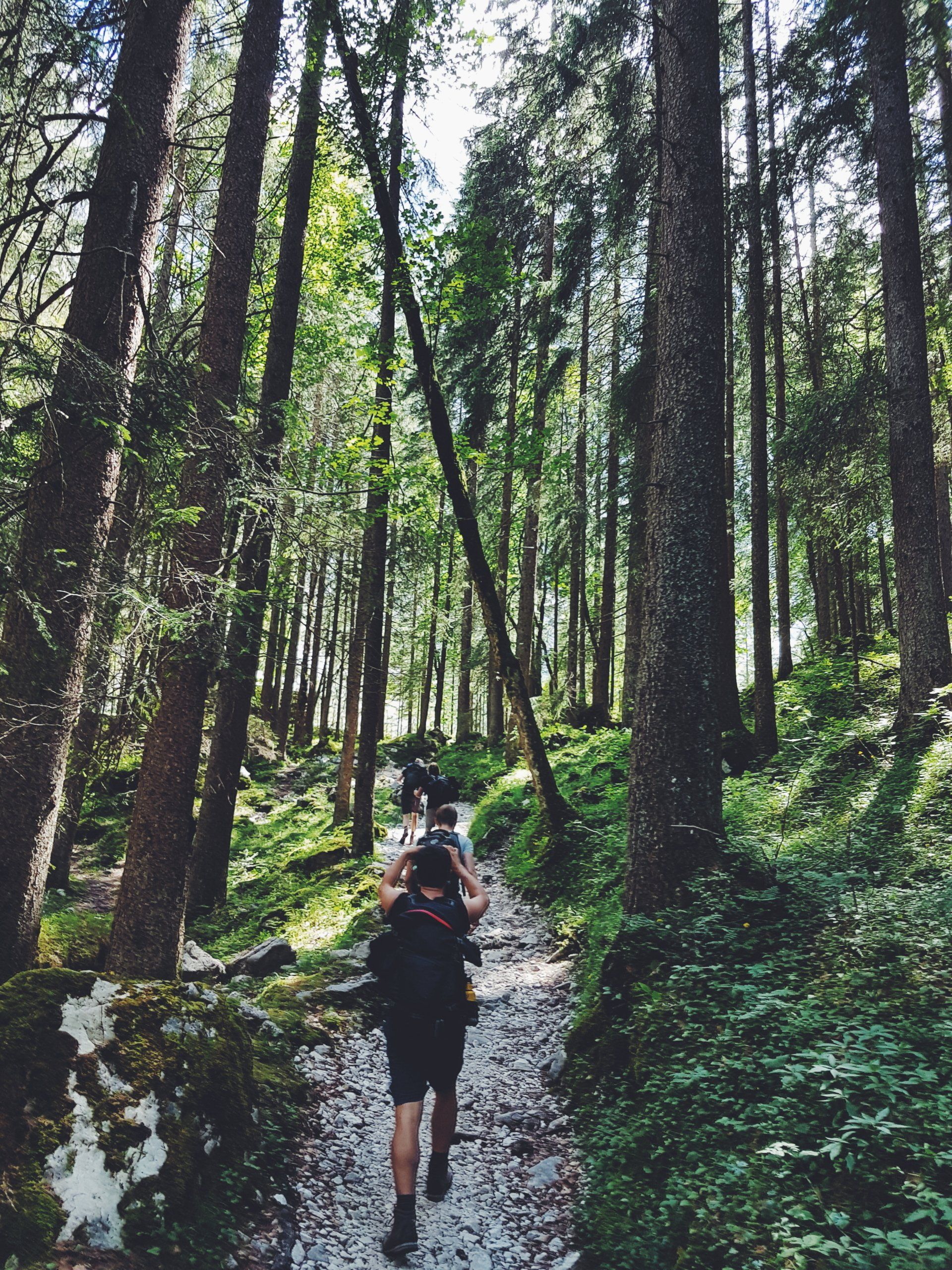 Eine Person mit einem Rucksack geht durch einen Wald