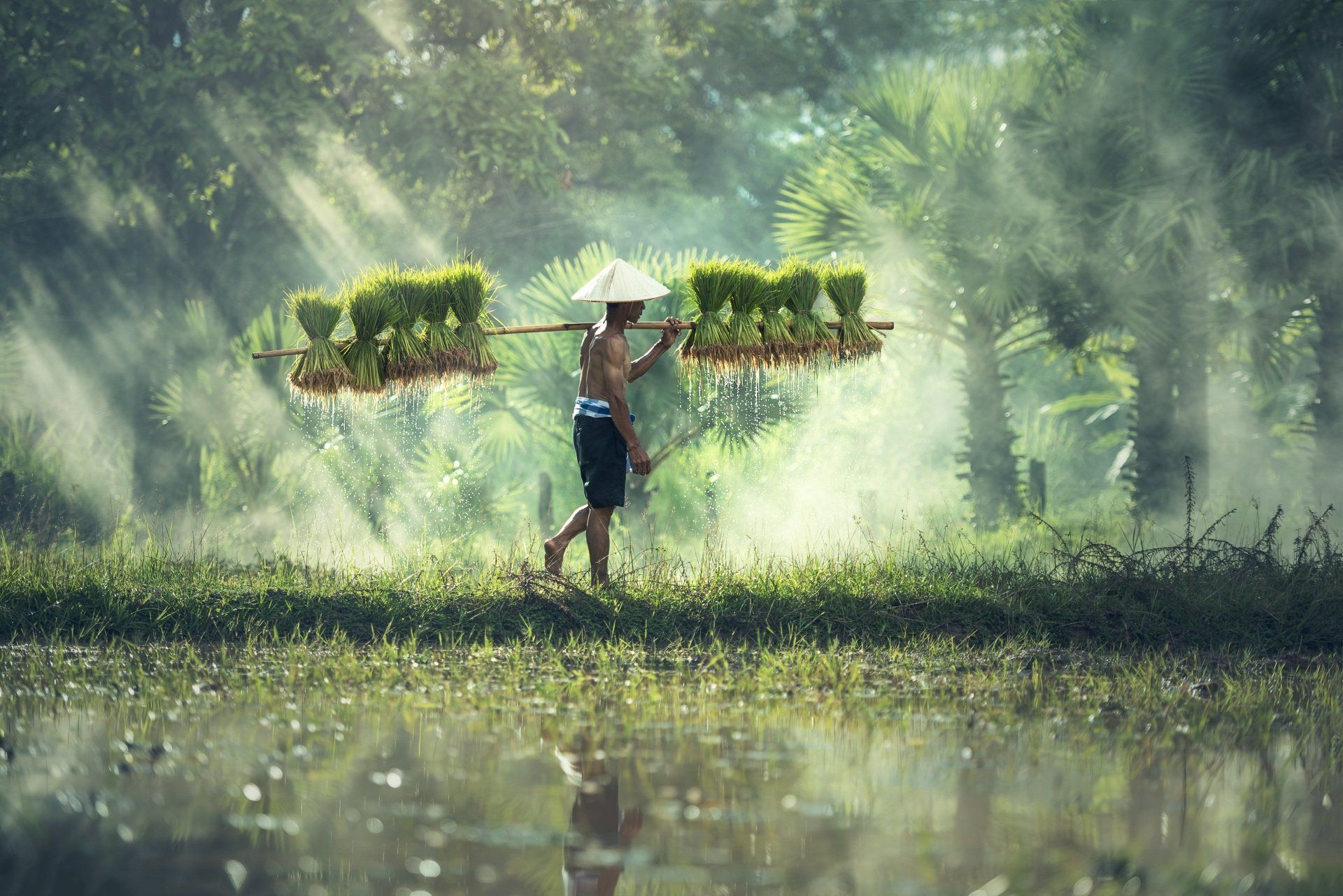 A man is carrying a bundle of rice plants on his shoulders.