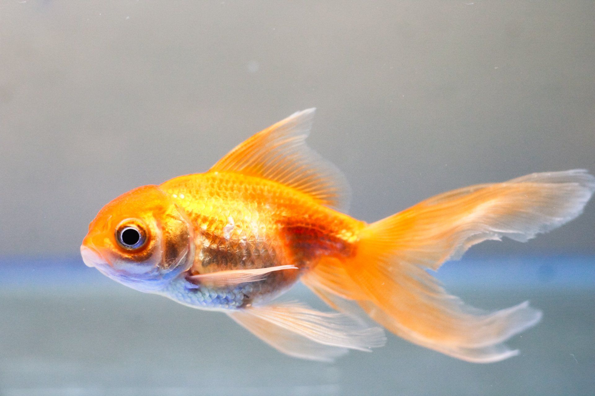 Золотая рыбка великие. Золотая рыбка. Золотая рыбка исполняет желания. Яркие рыбки. Золотая рыбка для исполнения.