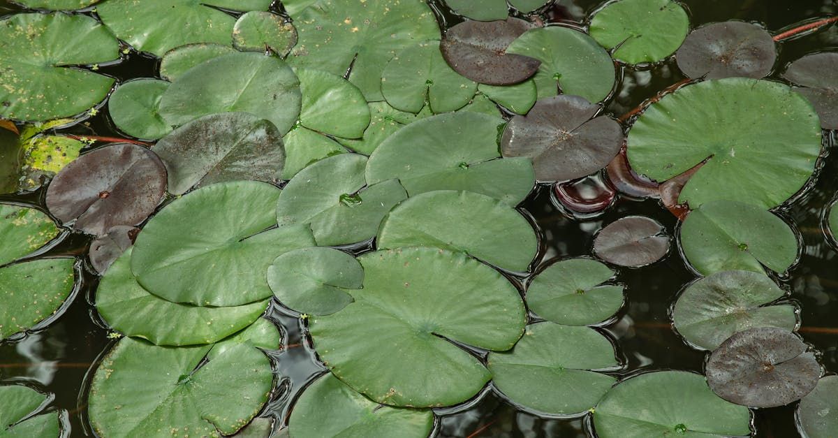 Un grupo de nenúfares flotando en la superficie de un estanque.