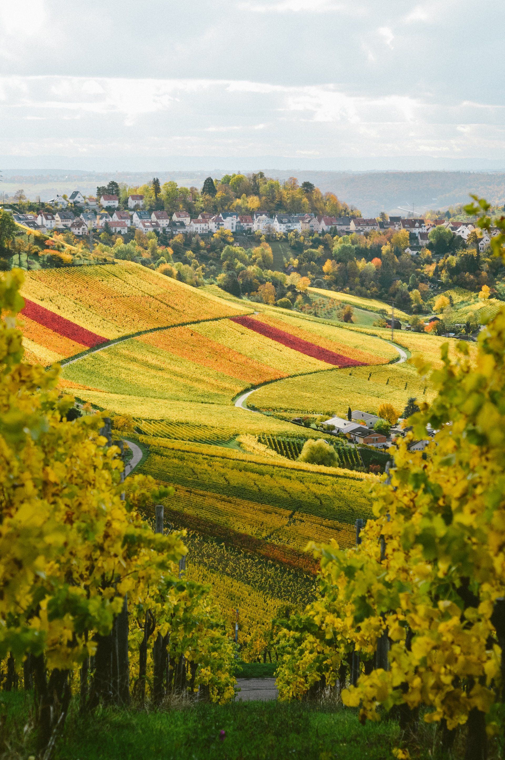 Plan du dessus domaine viticole