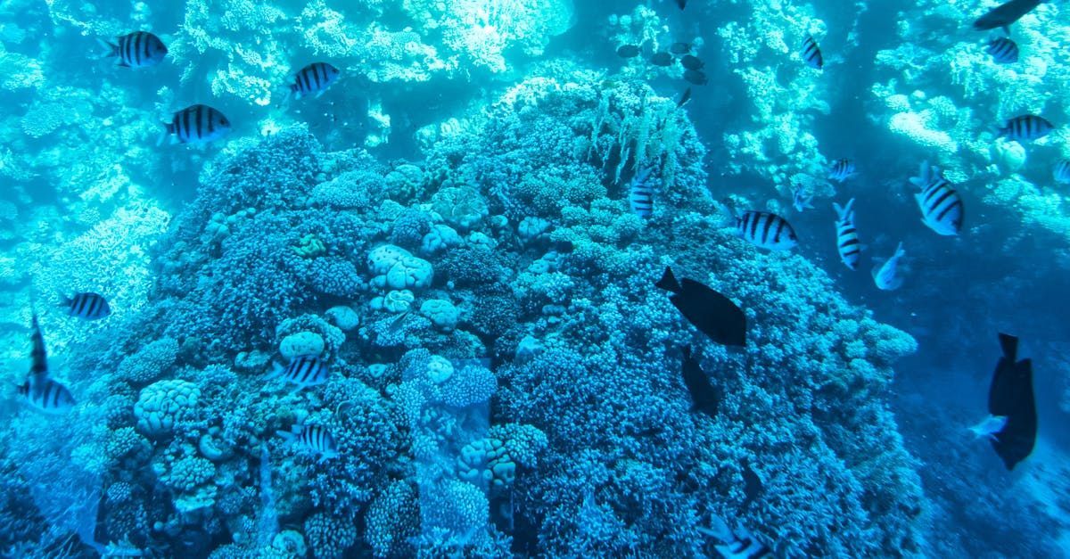  A vibrant coral reef teeming with colorful fish in the crystal-clear waters of Sharm El Sheikh, Egypt