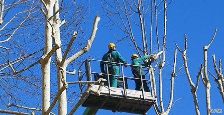 Abattage des arbres