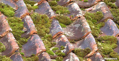Tuiles avec de la mousse