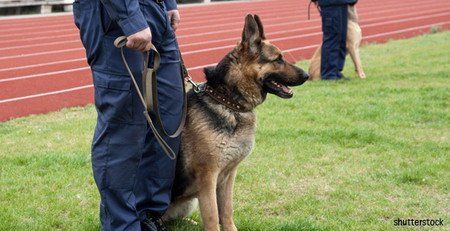 Services de gardiennage