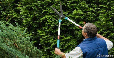 Jardinier de l'entreprise Berry Concept Paysage en action pour la taille de haie