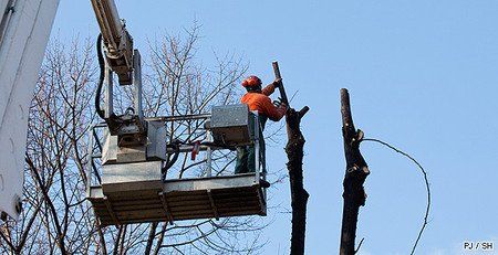 Élagage des arbres