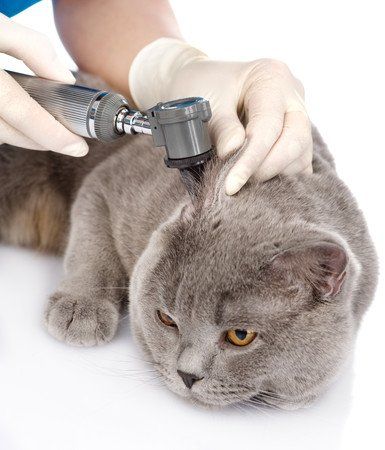 Chat se faisant osculter les oreilles