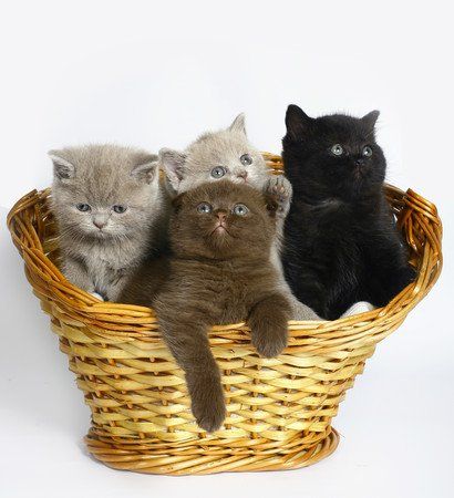 Plusieurs chatons dans un panier