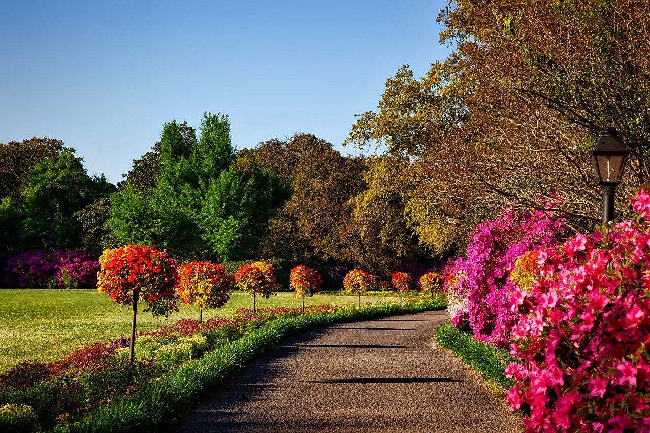 Arbres fleuris rouges et roses le long d'une allée