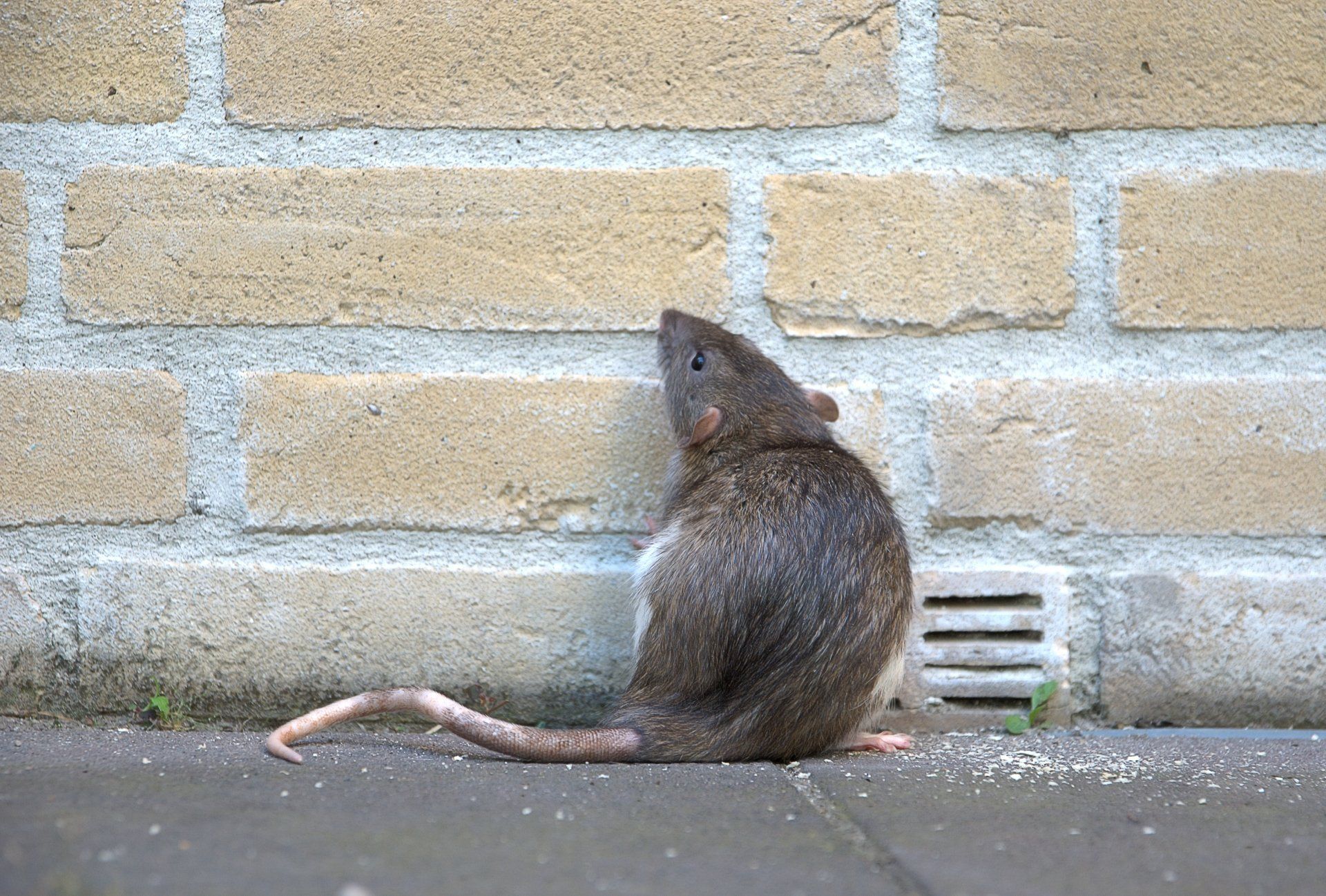 Un rat devant un mur en briques