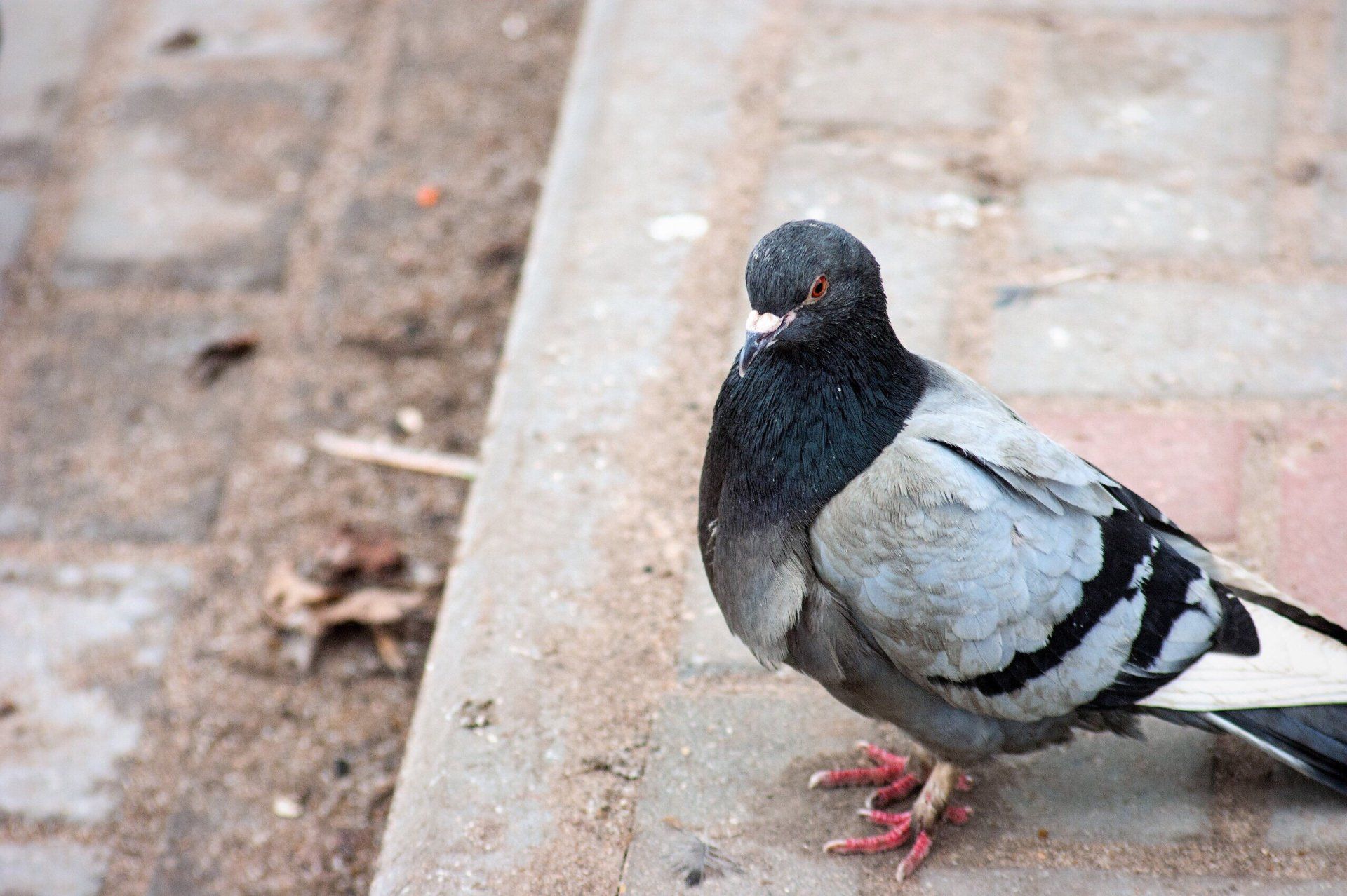Un pigeon sur le trottoir
