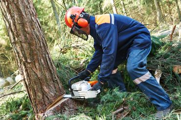 Abattage des arbres