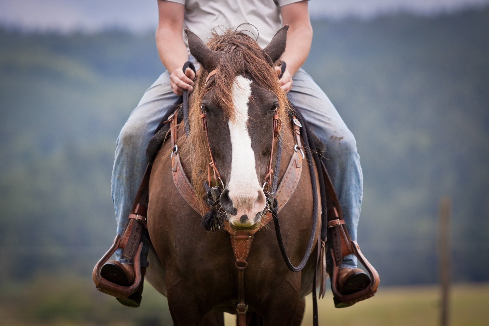 Avocat en droit équin : soins, élevage, entraînement