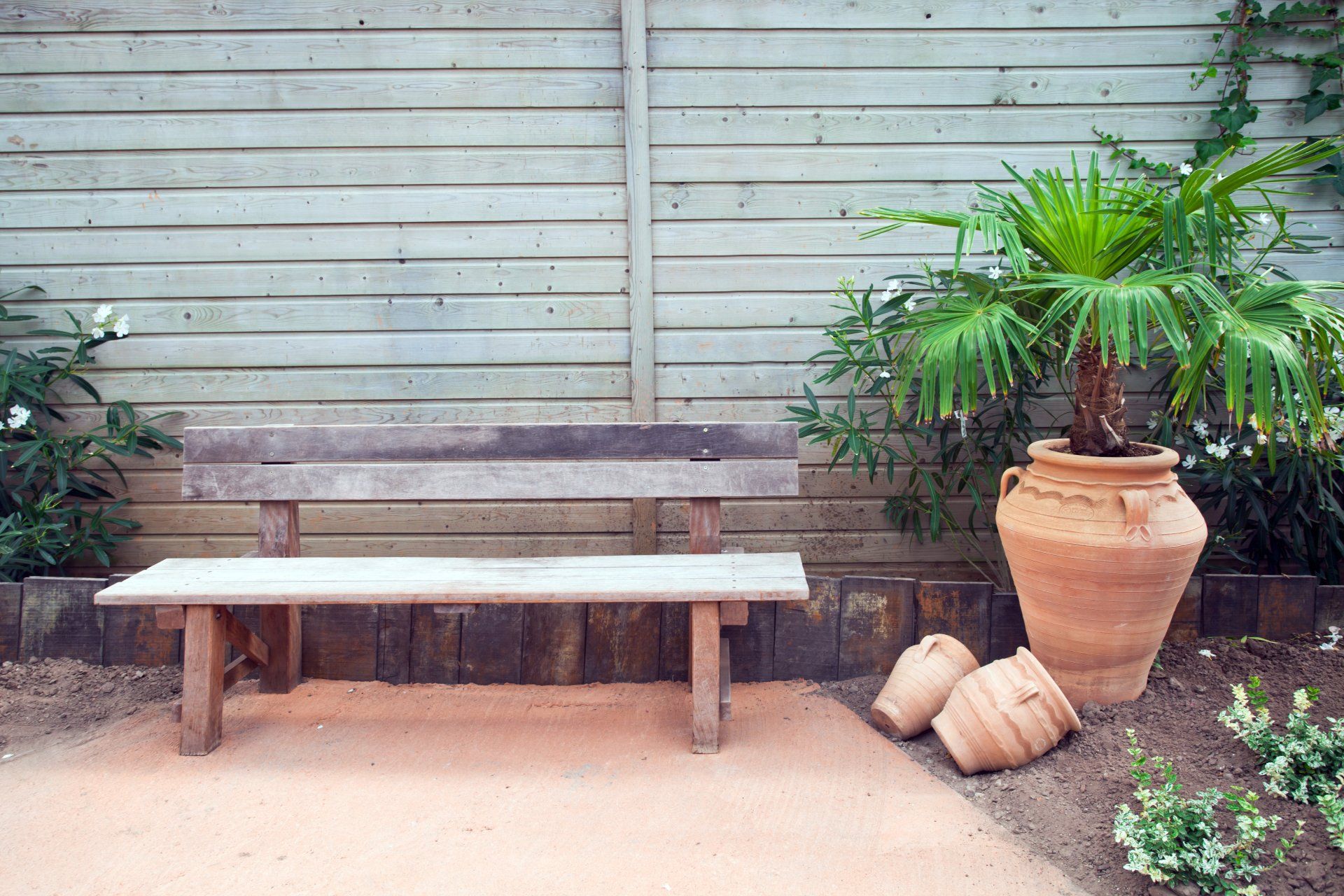 Mini palmier d'extérieur