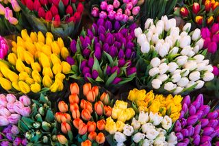 Tulipes