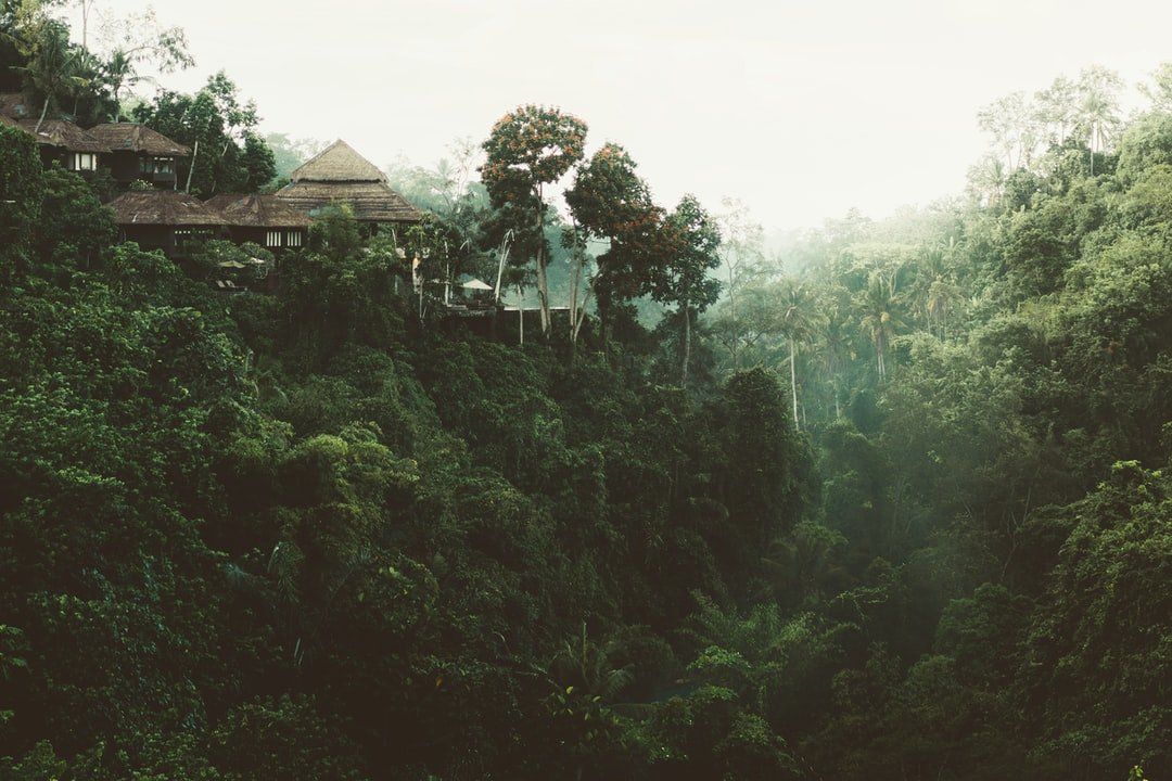 Paysage de jungle de la Reunion