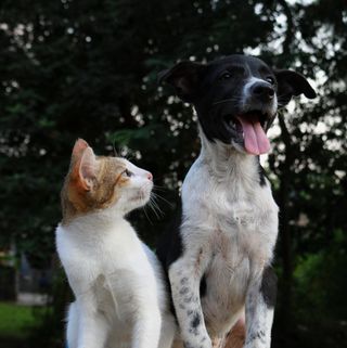Toilettage Canin Felin A Champigneulles Coupe Epilation