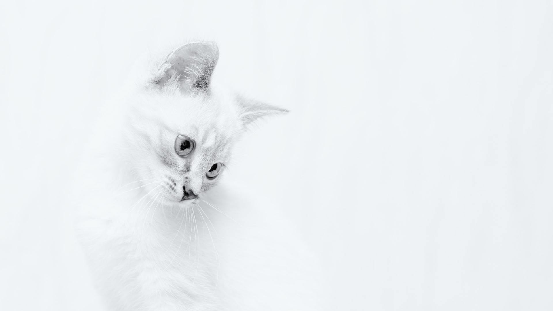 Chat blanc sur un fond blanc
